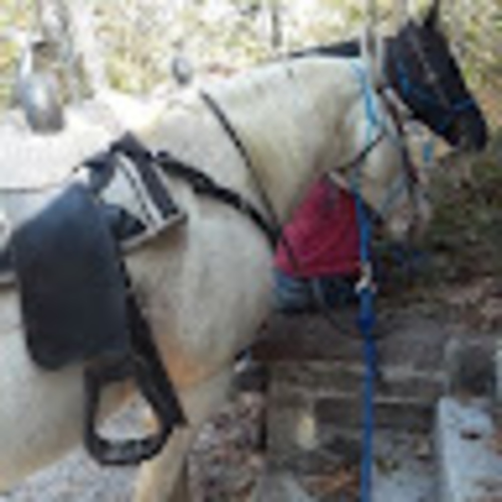 Meet your Posher, Desi-rei